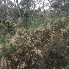 Cassinia sifton at Farrer, ACT - 14 Aug 2022 12:23 PM