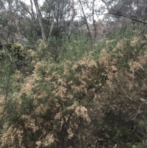 Cassinia sifton at Farrer, ACT - 14 Aug 2022