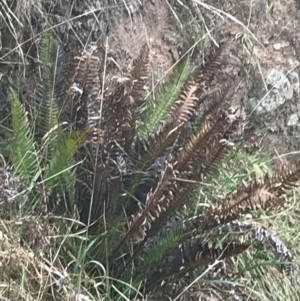 Blechnum nudum at Farrer, ACT - 14 Aug 2022 12:15 PM