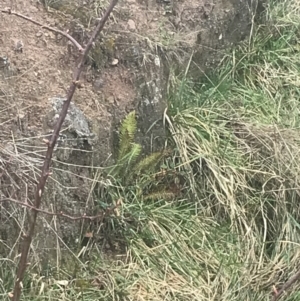 Blechnum nudum at Farrer, ACT - 14 Aug 2022 12:15 PM