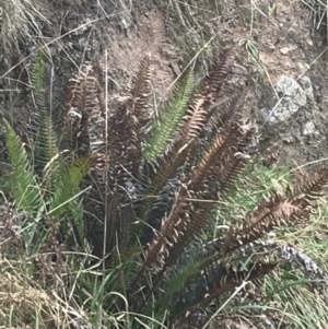 Blechnum nudum at Farrer, ACT - 14 Aug 2022 12:15 PM