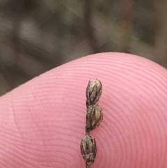 Juncus subsecundus at Farrer, ACT - 14 Aug 2022 12:08 PM