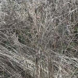 Juncus subsecundus at Farrer, ACT - 14 Aug 2022