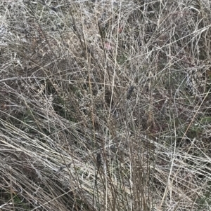 Juncus subsecundus at Farrer, ACT - 14 Aug 2022 12:08 PM