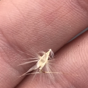 Rytidosperma laeve at Farrer, ACT - 14 Aug 2022 11:58 AM