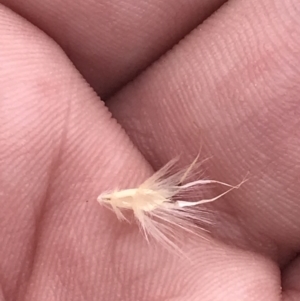 Rytidosperma laeve at Farrer, ACT - 14 Aug 2022 11:58 AM