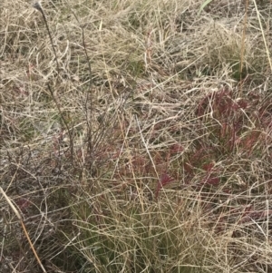 Rytidosperma laeve at Farrer, ACT - 14 Aug 2022 11:58 AM