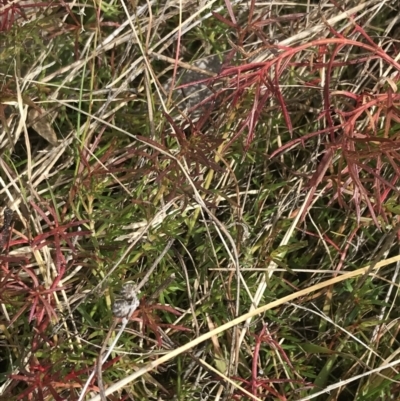 Haloragis heterophylla (Variable Raspwort) at Farrer Ridge - 14 Aug 2022 by Tapirlord