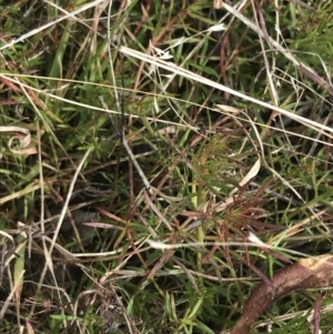 Haloragis heterophylla at Farrer, ACT - 14 Aug 2022 11:56 AM