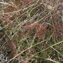 Haloragis heterophylla at Farrer, ACT - 14 Aug 2022 11:56 AM