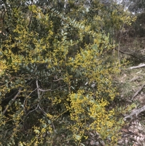 Acacia buxifolia subsp. buxifolia at Farrer, ACT - 14 Aug 2022