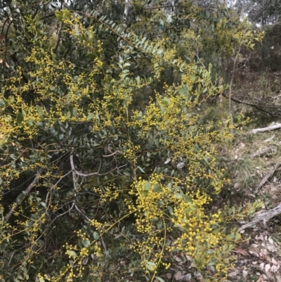 Acacia buxifolia subsp. buxifolia (Box-leaf Wattle) at Farrer Ridge - 14 Aug 2022 by Tapirlord