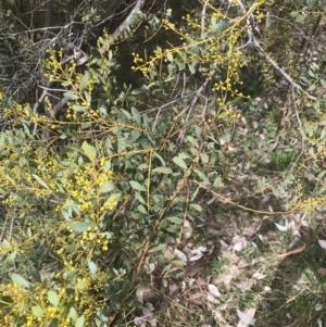 Acacia buxifolia subsp. buxifolia at Farrer, ACT - 14 Aug 2022