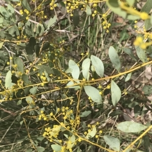 Acacia buxifolia subsp. buxifolia at Farrer, ACT - 14 Aug 2022