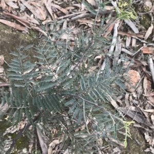 Acacia dealbata subsp. dealbata at Farrer, ACT - 14 Aug 2022