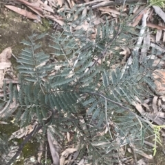 Acacia dealbata subsp. dealbata at Farrer, ACT - 14 Aug 2022 11:48 AM