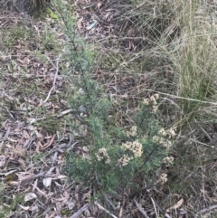 Cassinia quinquefaria (Rosemary Cassinia) at Farrer, ACT - 14 Aug 2022 by Tapirlord