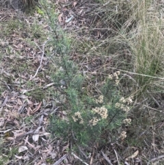 Cassinia quinquefaria (Rosemary Cassinia) at Farrer Ridge - 14 Aug 2022 by Tapirlord