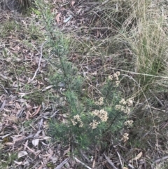 Cassinia quinquefaria at Farrer, ACT - 14 Aug 2022