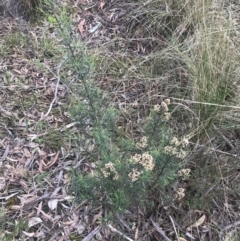 Cassinia quinquefaria at Farrer, ACT - 14 Aug 2022