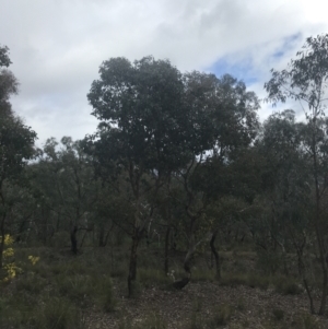 Eucalyptus polyanthemos subsp. polyanthemos at Farrer, ACT - 14 Aug 2022