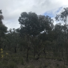 Eucalyptus polyanthemos subsp. polyanthemos (Red Box) at Farrer, ACT - 14 Aug 2022 by Tapirlord