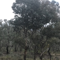 Eucalyptus polyanthemos subsp. polyanthemos at Farrer, ACT - 14 Aug 2022 11:47 AM