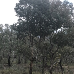 Eucalyptus polyanthemos subsp. polyanthemos at Farrer, ACT - 14 Aug 2022
