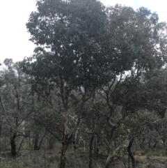 Eucalyptus polyanthemos subsp. polyanthemos at Farrer, ACT - 14 Aug 2022