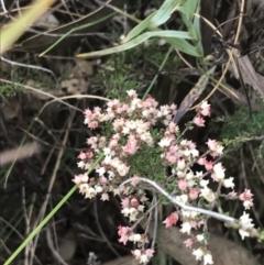 Cryptandra sp. Floriferous (W.R.Barker 4131) W.R.Barker at Farrer, ACT - 14 Aug 2022 by Tapirlord