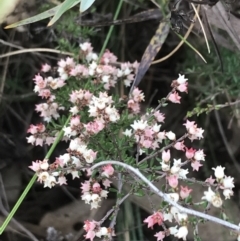 Cryptandra sp. Floriferous (W.R.Barker 4131) W.R.Barker at Farrer, ACT - 14 Aug 2022