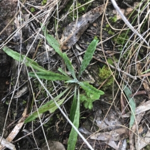 Senecio prenanthoides at Farrer, ACT - 14 Aug 2022 11:29 AM