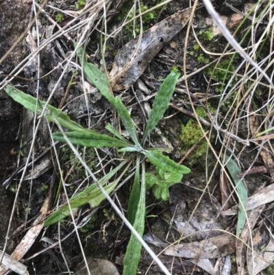 Senecio prenanthoides (Common Forest Fireweed) at Farrer, ACT - 14 Aug 2022 by Tapirlord