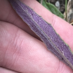 Senecio prenanthoides at Farrer, ACT - 14 Aug 2022