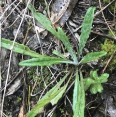 Senecio prenanthoides at Farrer, ACT - 14 Aug 2022 11:29 AM