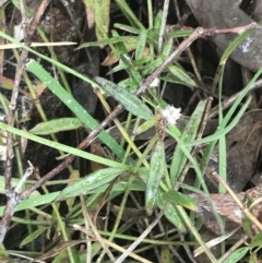 Opercularia hispida (Hairy Stinkweed) at Farrer, ACT - 14 Aug 2022 by Tapirlord