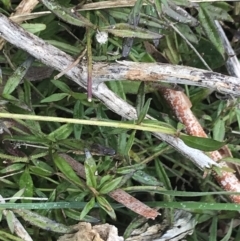 Opercularia hispida at Farrer, ACT - 14 Aug 2022