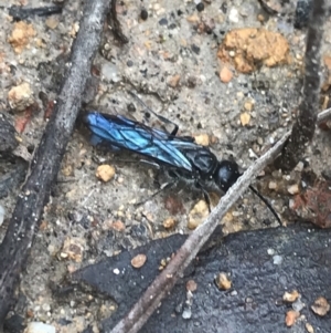 Austroscolia soror at Farrer, ACT - 14 Aug 2022 11:25 AM