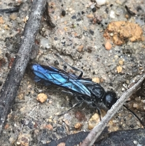 Austroscolia soror at Farrer, ACT - 14 Aug 2022 11:25 AM