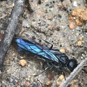 Austroscolia soror at Farrer, ACT - 14 Aug 2022 11:25 AM