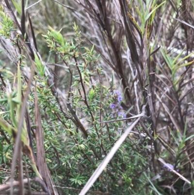 Leucopogon fletcheri subsp. brevisepalus (Twin Flower Beard-Heath) at Farrer Ridge - 14 Aug 2022 by Tapirlord