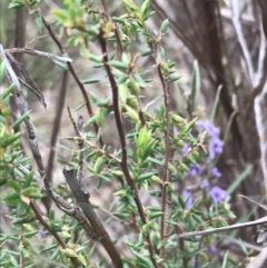 Styphelia fletcheri subsp. brevisepala at Farrer, ACT - 14 Aug 2022