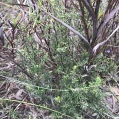 Styphelia fletcheri subsp. brevisepala at Farrer, ACT - 14 Aug 2022