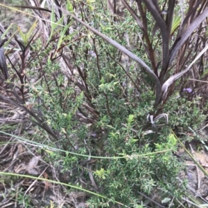 Leucopogon fletcheri subsp. brevisepalus at Farrer, ACT - 14 Aug 2022
