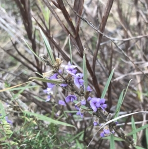 Hovea heterophylla at Farrer, ACT - 14 Aug 2022