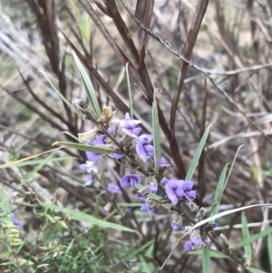 Hovea heterophylla at Farrer, ACT - 14 Aug 2022 11:25 AM