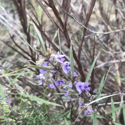 Hovea heterophylla (Common Hovea) at Farrer Ridge - 14 Aug 2022 by Tapirlord