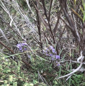 Hovea heterophylla at Farrer, ACT - 14 Aug 2022