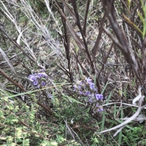 Hovea heterophylla at Farrer, ACT - 14 Aug 2022 11:25 AM