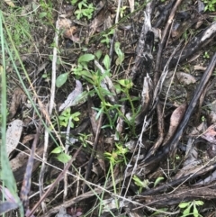 Stackhousia monogyna (Creamy Candles) at Farrer, ACT - 14 Aug 2022 by Tapirlord